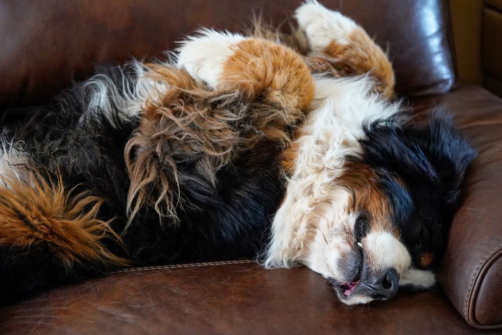 Bernese Mountain Dog sleeping on couch