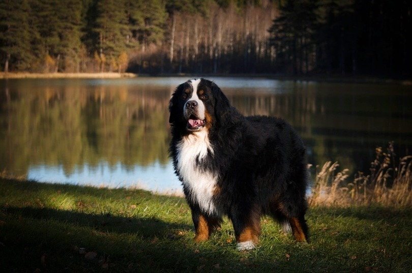Bernese Mountain Dog standing by the lake