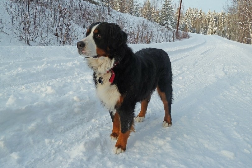 Bernese Mountain Dog standing on snow