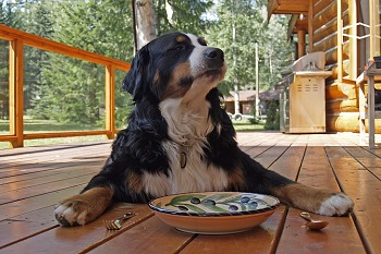 Bernese Mountain Dog with Dog Bowl