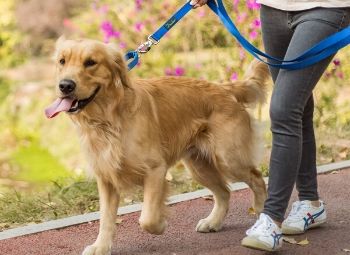 A dog pulling its owner