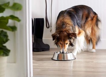 A Dog Water Bowl