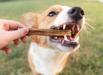 A dog eating a long-lasting dog chew