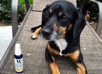 A dog wearing cologne