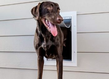 Best Dog Door for Large Dogs