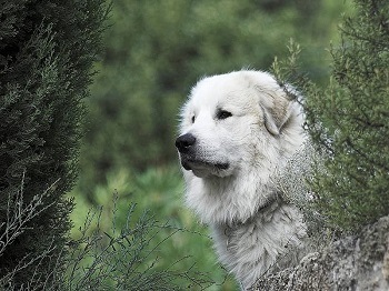 Best Dog Food for Great Pyrenees