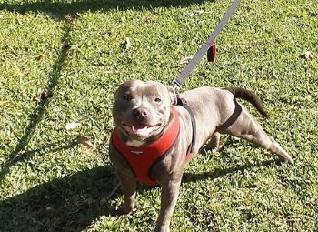 Best Dog Leash for Pit Bull