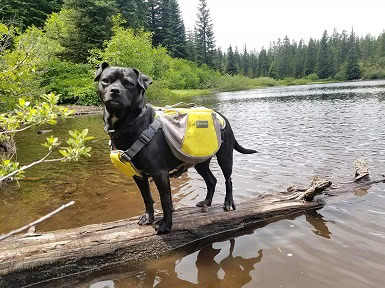 Best Dog Saddle Bags