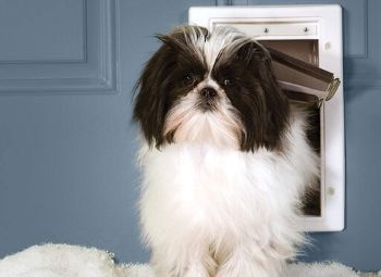 A puppy using an insulated dog door