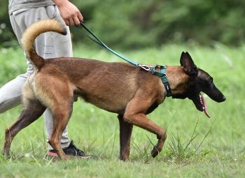 A Martingale Dog Collar