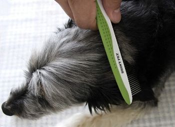 Best Pet Comb