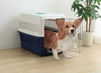 A Plastic Dog Crate