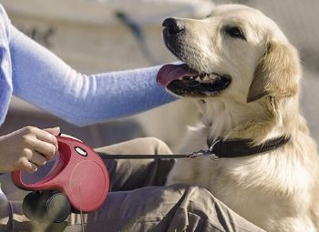 The 11 Best Retractable Dog Leashes for 2023 - PureWow