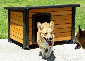 Best outdoor dog house