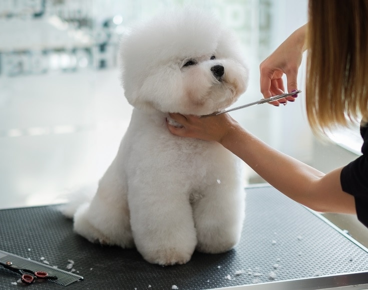Bichon Fries at a dog grooming salon