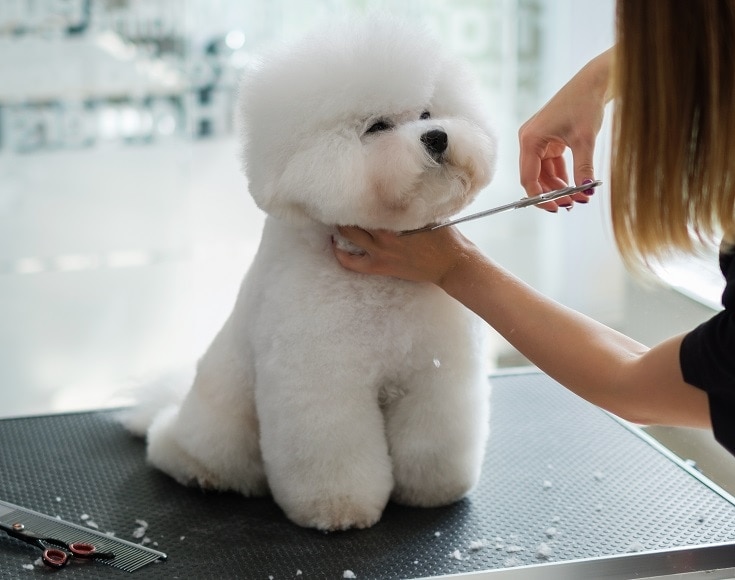 how do you brush a bichon frise