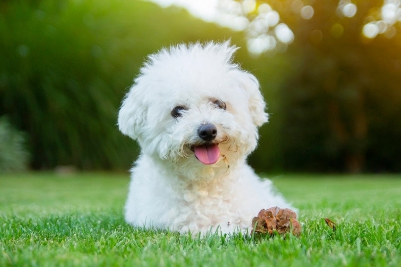 Bichon Frise dog lying on the grass