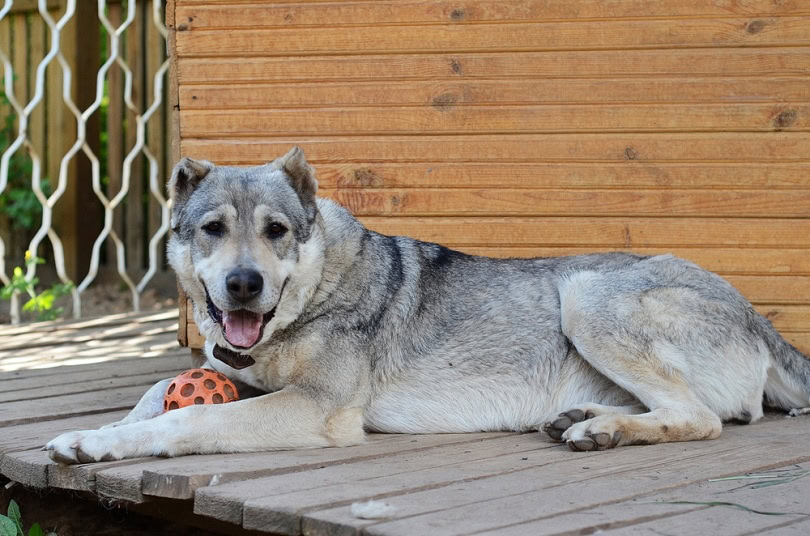 Big dog central asian shepherd_Shamilini_shutterstock