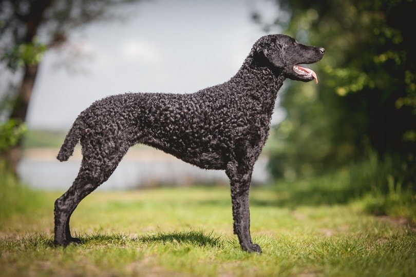 Black Curly coated retriever dog_nika174_shutterstock