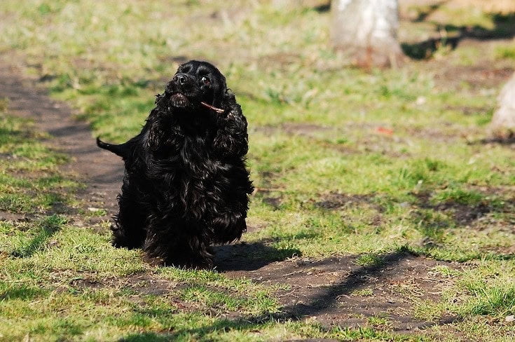 Black English Cocker Spaniel