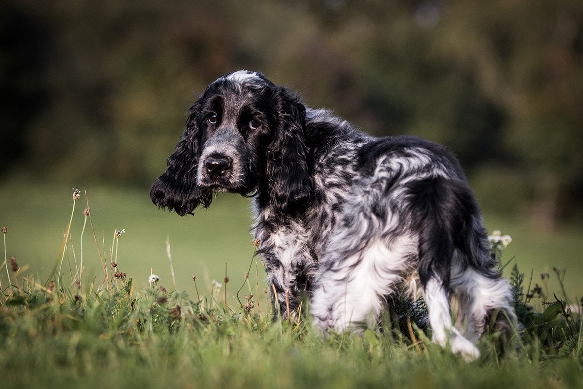 Black English Cocker Spaniel