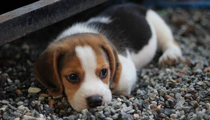 Beagle Dog Breed Information