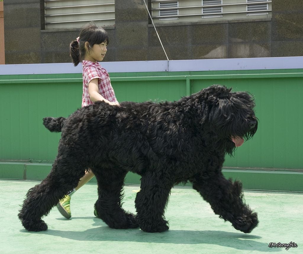 Black Russian Terrier walking with a girl