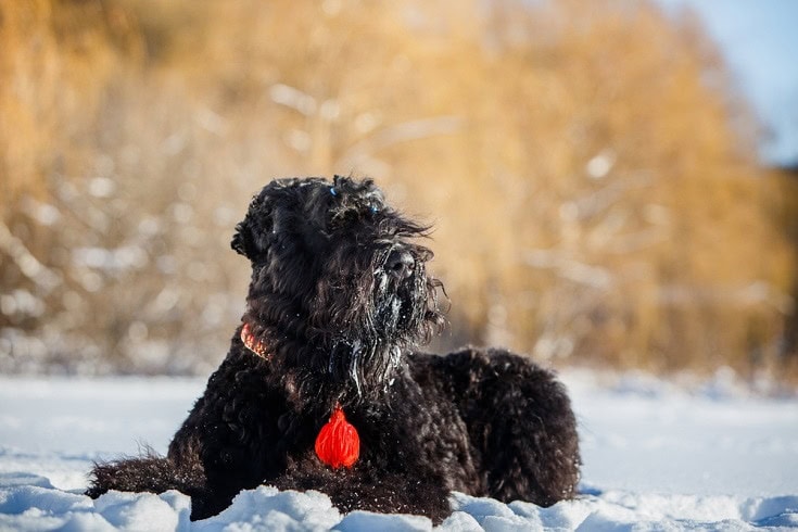 Black-Russian-Terrier_Shutterstock_Livanich