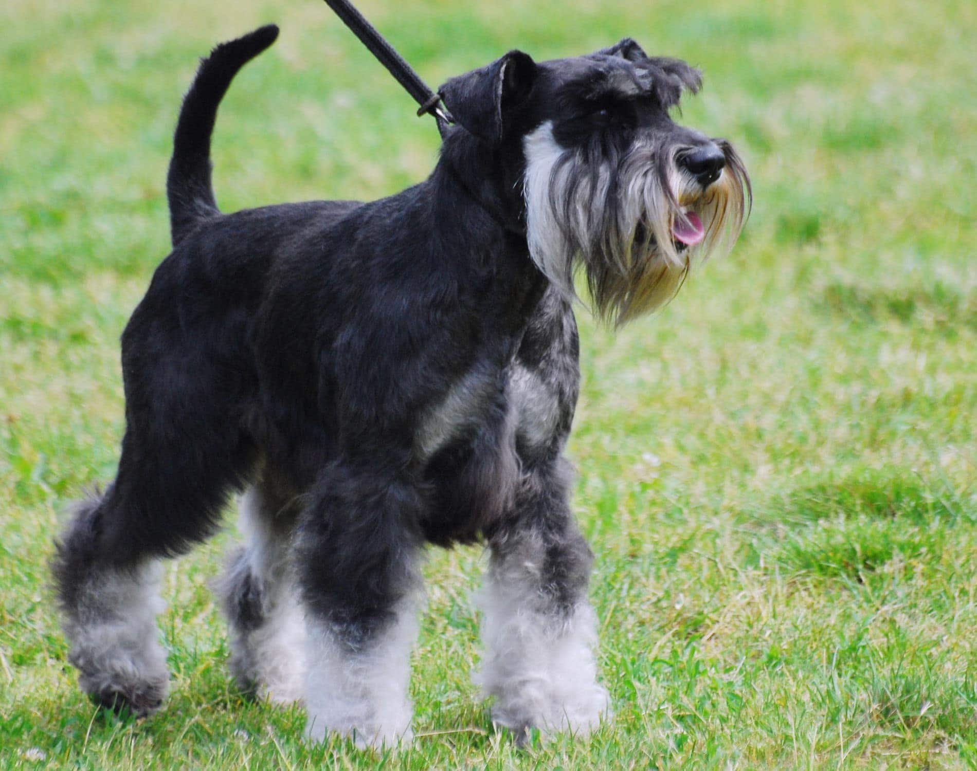 Black & White Miniature Schnauzer