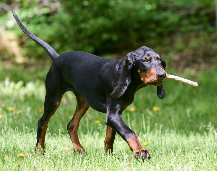 Black and Tan Coonhound_Shutterstock_WilleeCole Photography