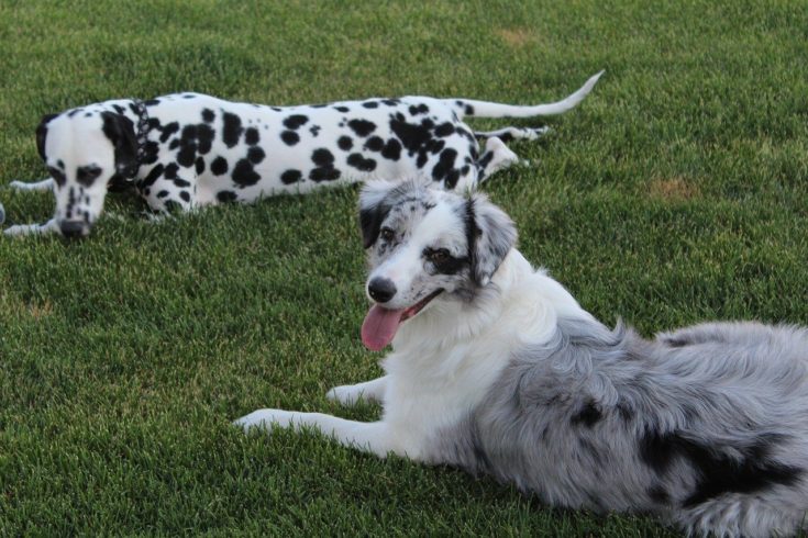 Black and White Dogs