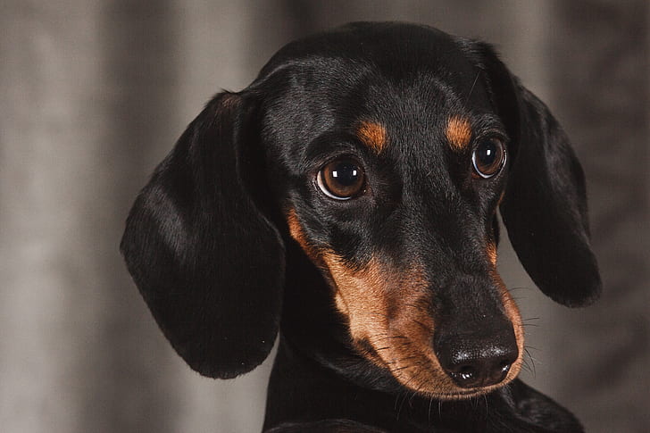 What breed of dog has amber eyes?