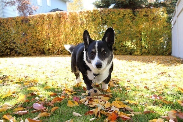 Black and white corgi