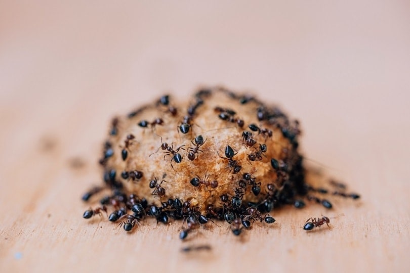 Black-ants-on-dry-dog-food_Yashkin-Ilya_shutterstock