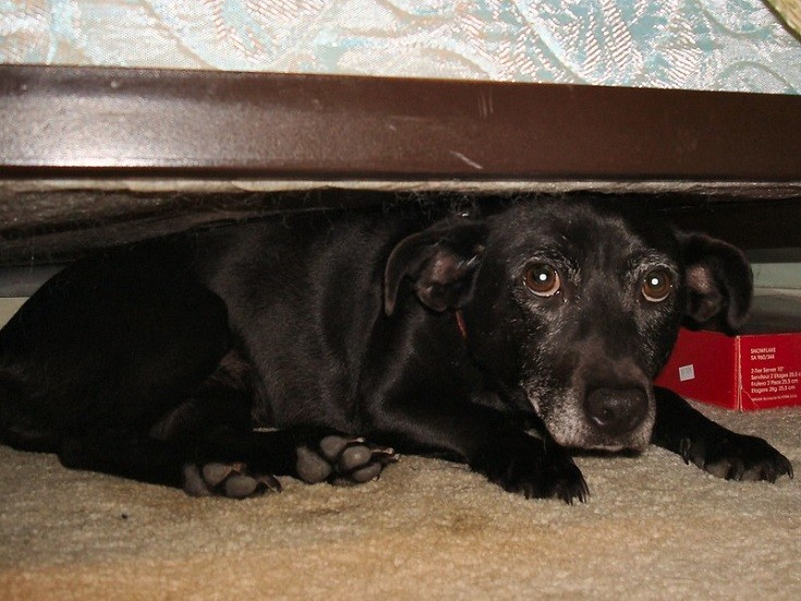 Black dog hides under bed