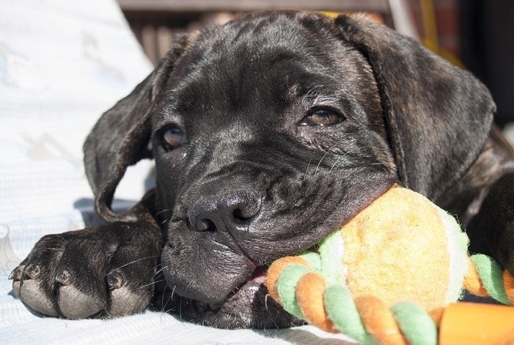 Black dog with chew toy
