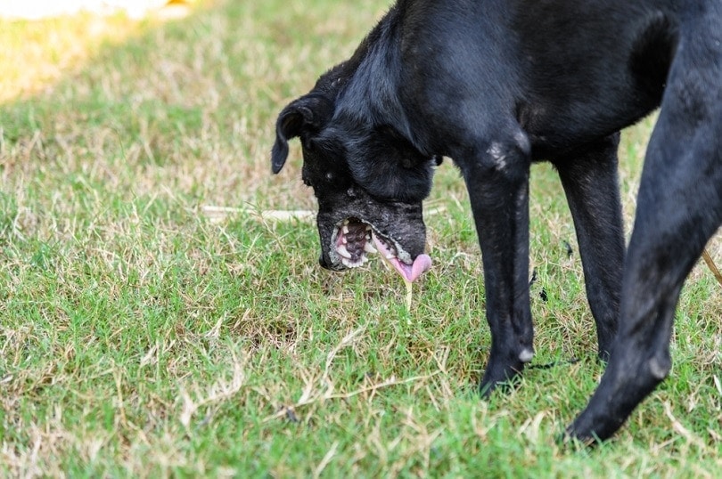 Black domestic dog are stoop body and vomit mucus