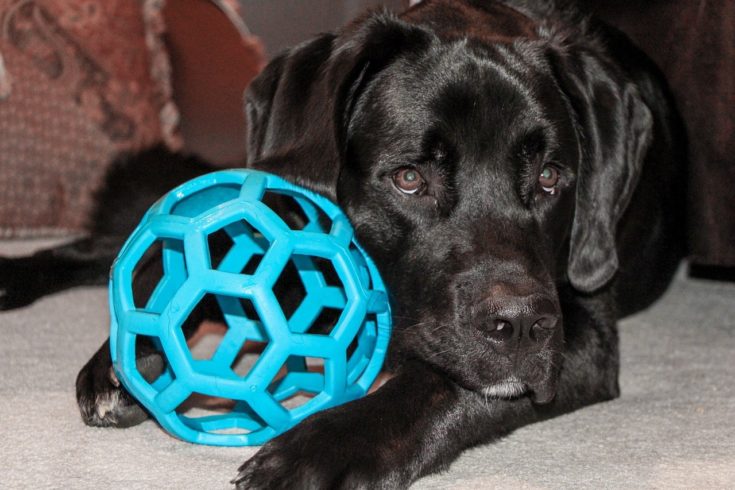 Black Labrador with a dog toy