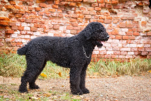 Top 20 Black Dog Breeds: Small, Big, Fluffy & More (With Pictures) | Hepper Top 20 Black Dog Breeds: Small, Big, Fluffy & More (With Pictures) | Hepper