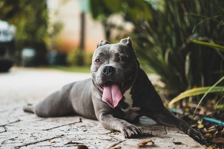 Black tongue out pitbull