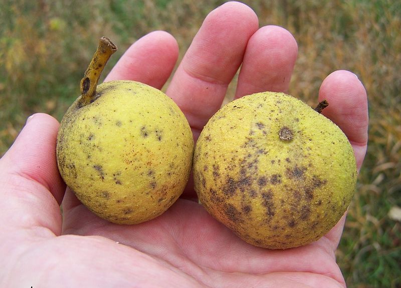 Black_walnuts