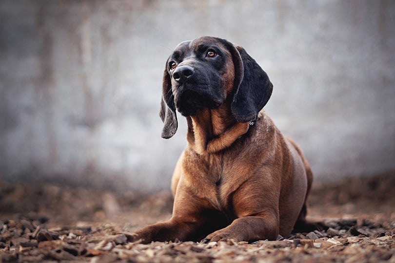 Bloodhound