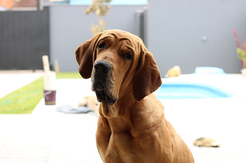 Famous shop bloodhound names
