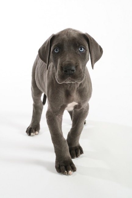 greatdane.htm