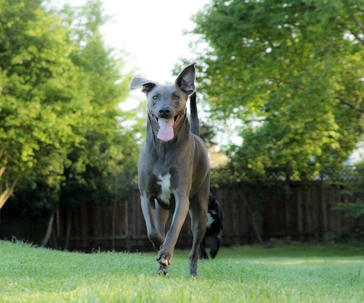 Blue Lacy dog