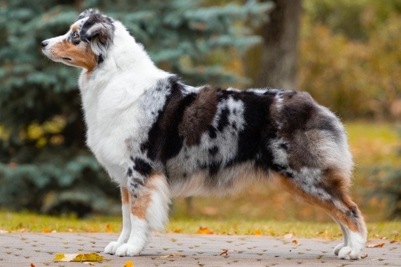 Mutton lade som om blande Blue Merle Australian Shepherd: Interesting Facts, Info & Pictures | Hepper