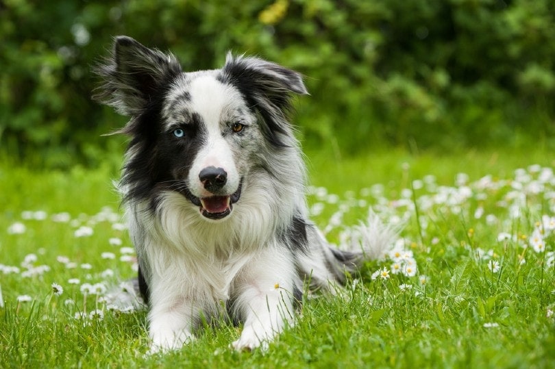 Blue Merle Border Collie laying on the grass