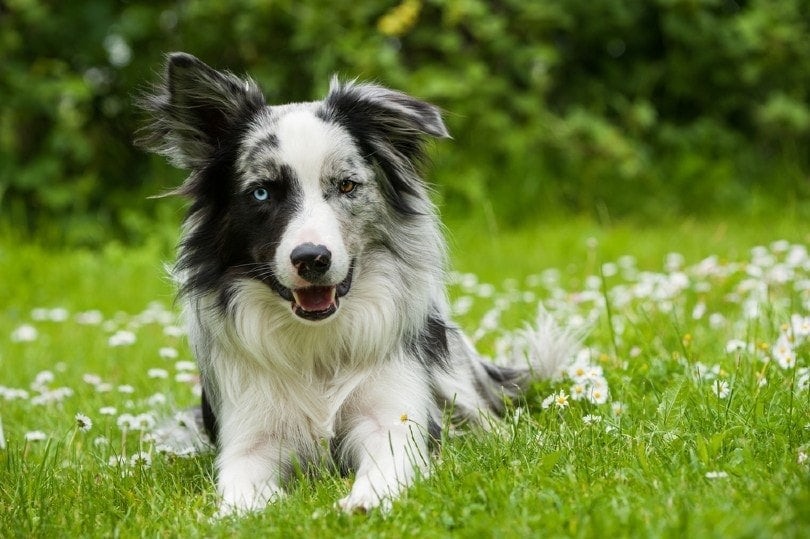 Border Collie Appearance: Coat, Colors & Ears - Showsight