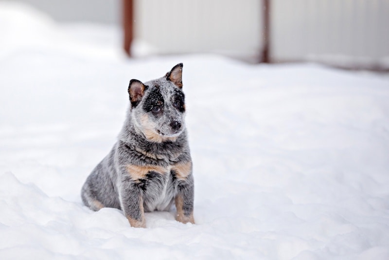Shih tzu blue deals heeler mix