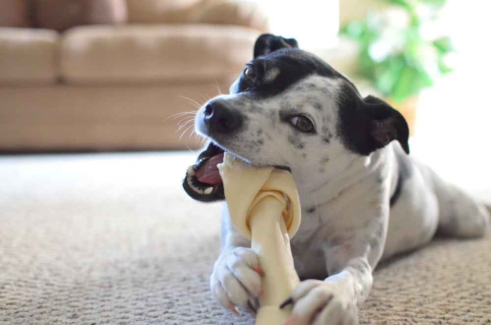 Bluetick Rat Terrier